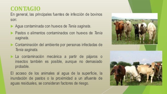 cisticercosis bovina
